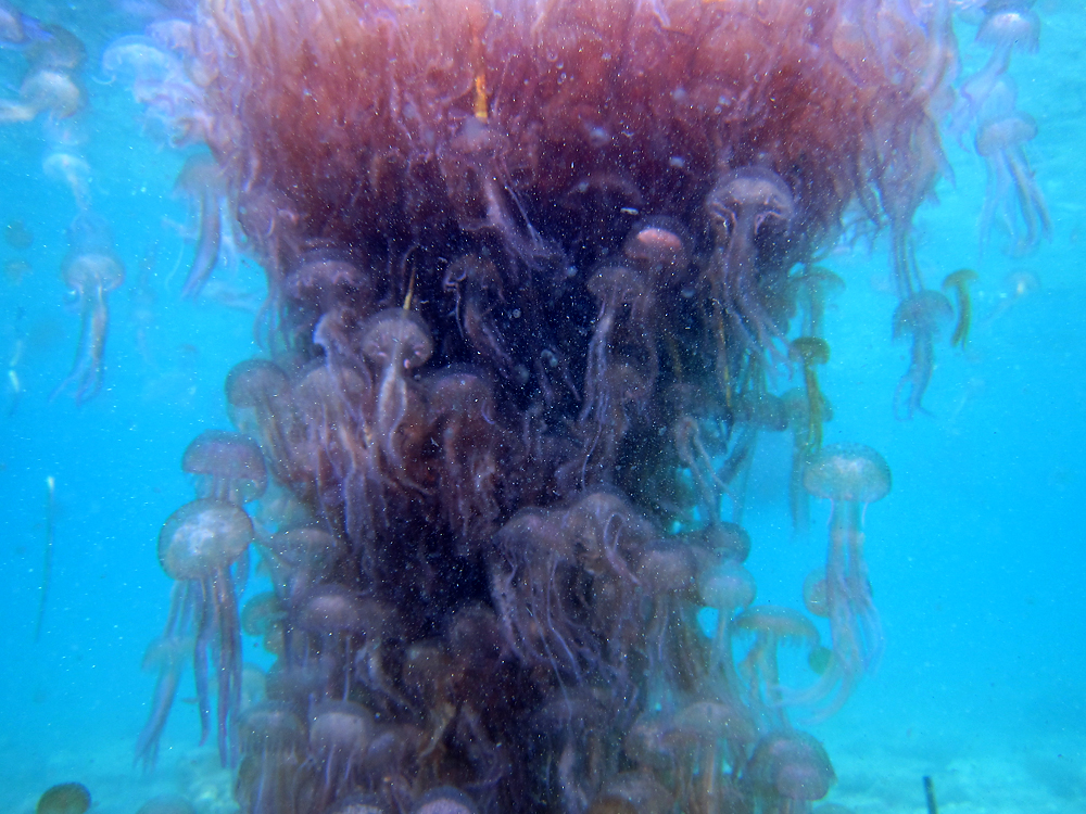 Jornada formativa sobre meduses, avui a les 20 h al Centre Cívic