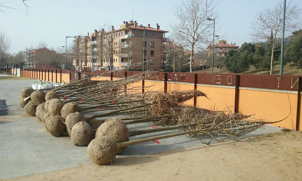 La campanya de poda dels arbres comença demà al carrer Ramon Turró