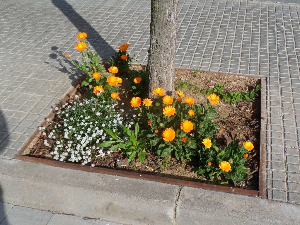 Plantes als escocells dels arbres per augmentar i millorar la biodiversitat 