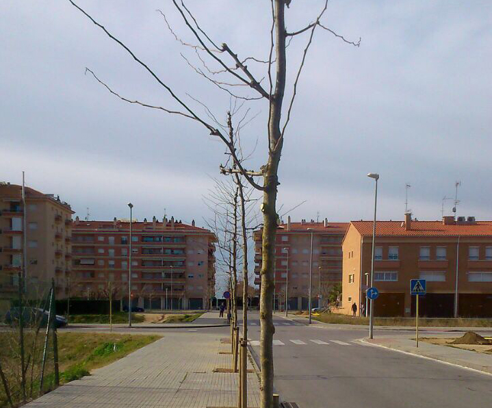 Planten 44 arbres al carrer de Roger de Flor