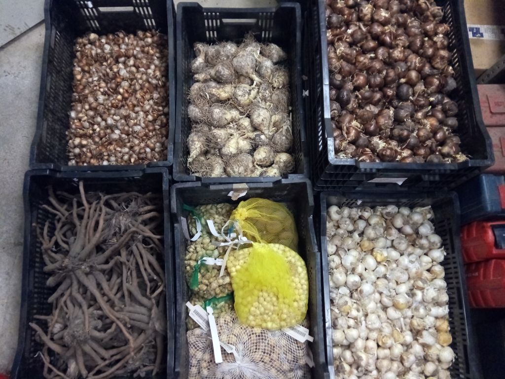 Planten 4.000 bulbs de 7 espècies diferents per donar color al poble a l'hivern i a la primavera 