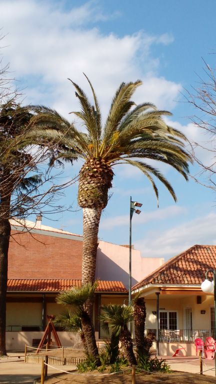 Tallaran la palmera de Can Campassol, que està molt afectada pel morrut 