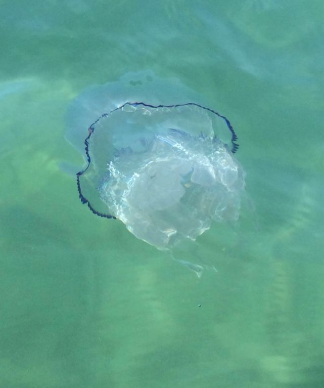 Xerrada sobre meduses, el proper dijous a l'Arxiu Municipal