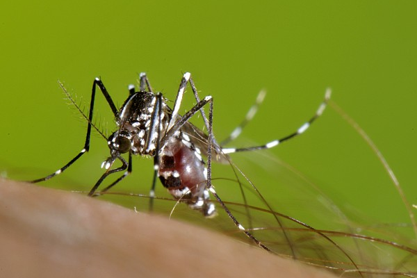 La col·laboració ciutadana, necessària per combatre el mosquit tigre 