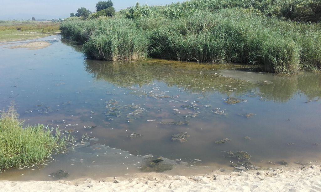 Apareixen peixos morts al delta de la Tordera i l'ACA apunta a causes naturals