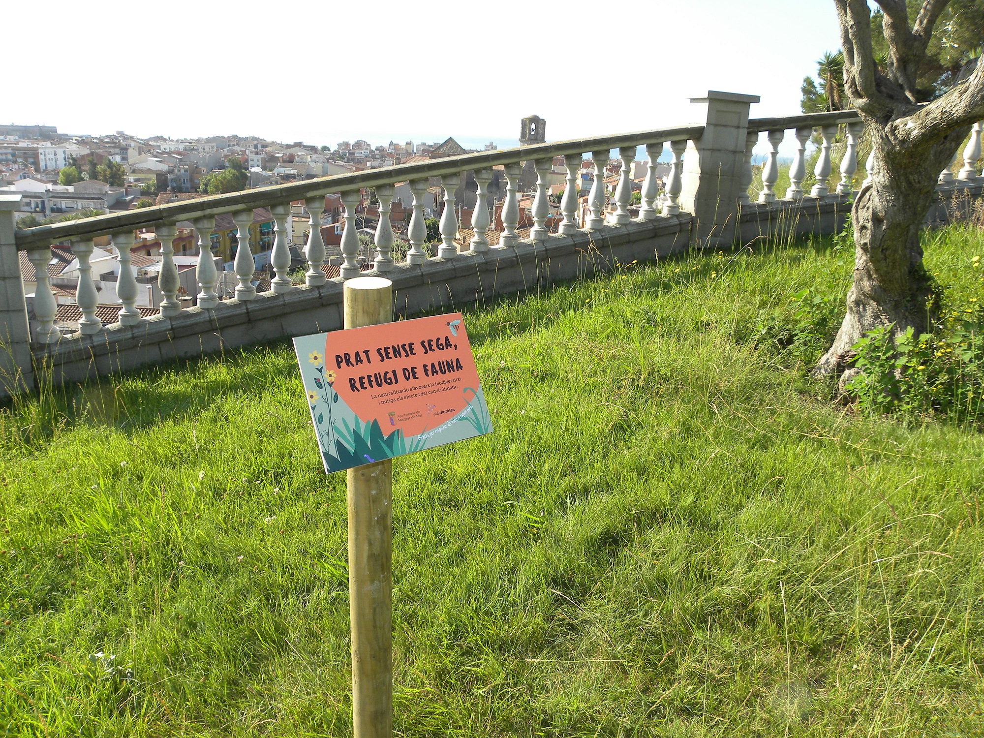Malgrat inicia la naturalització dels espais verds, deixant de segar les gespes per afavorir la biodiversitat 