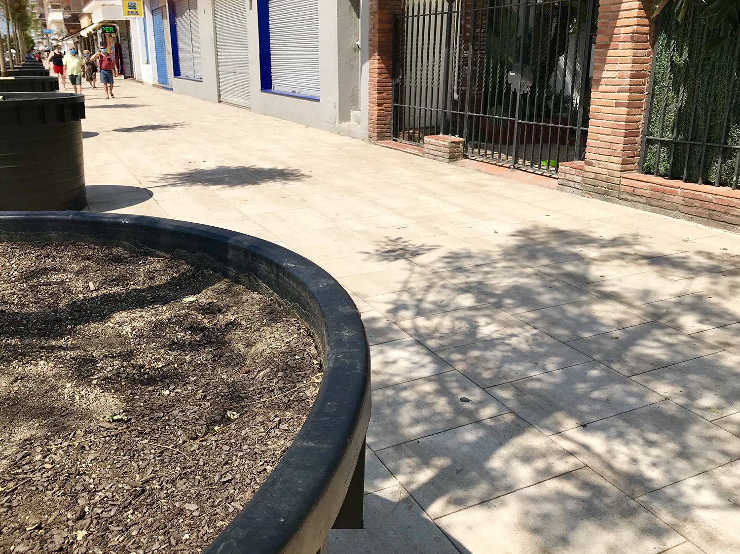 Col·locats ja els 50 arbres provisionals per donar una zona d'ombreig al nou Passeig Marítim