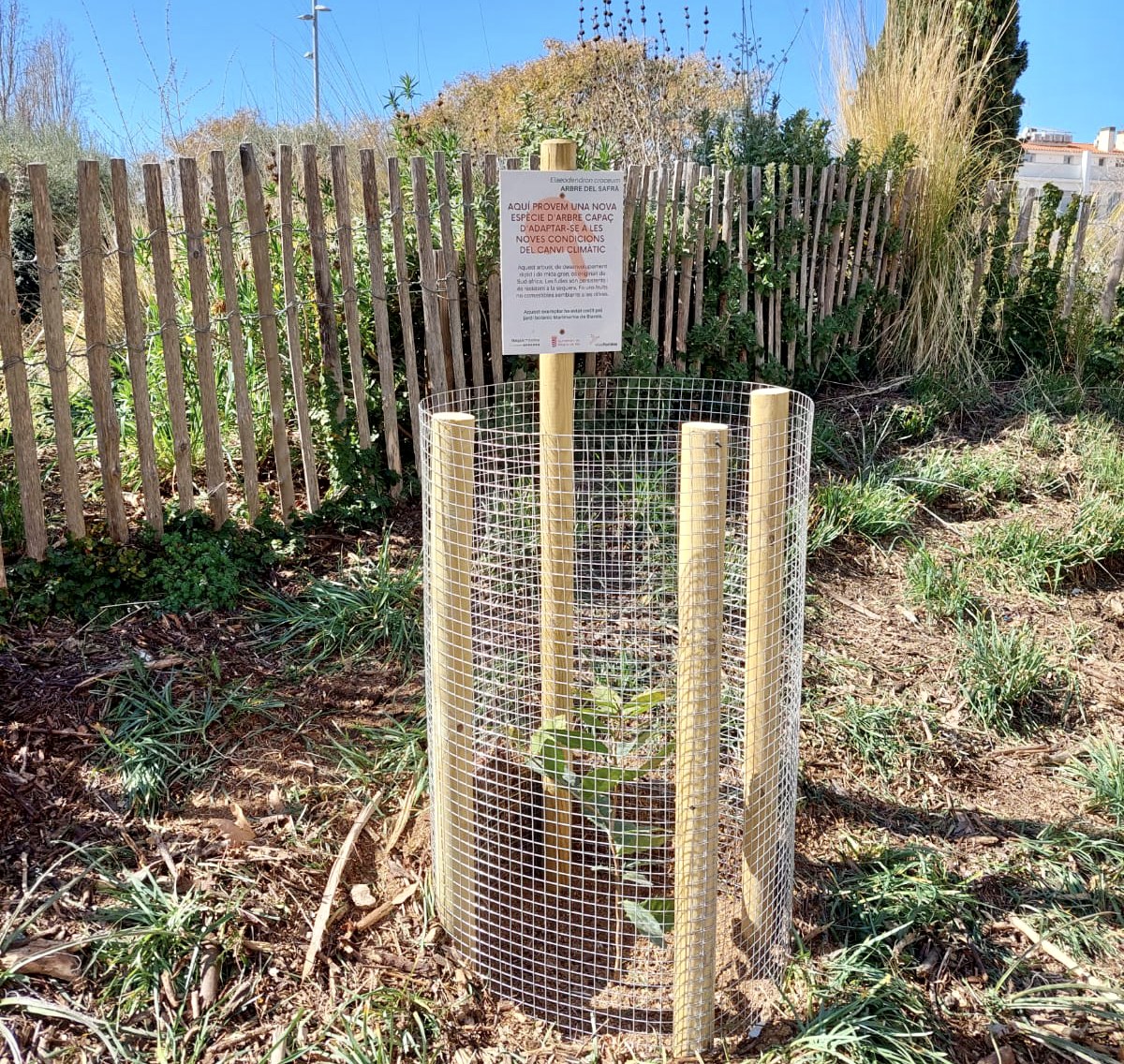 Planten els arbres que el Jardí Botànic Marimurtra va donar a l'Ajuntament 