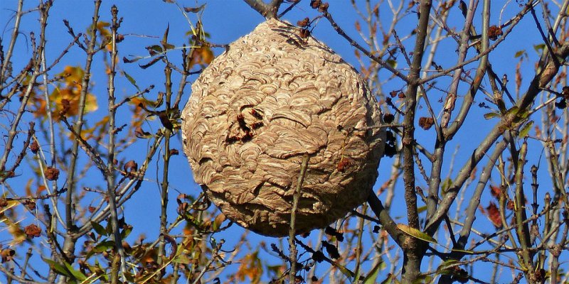 La meitat del Parc Francesc Macià restarà tancada el 26 d'octubre per eliminar dos nius de vespa asiàtica