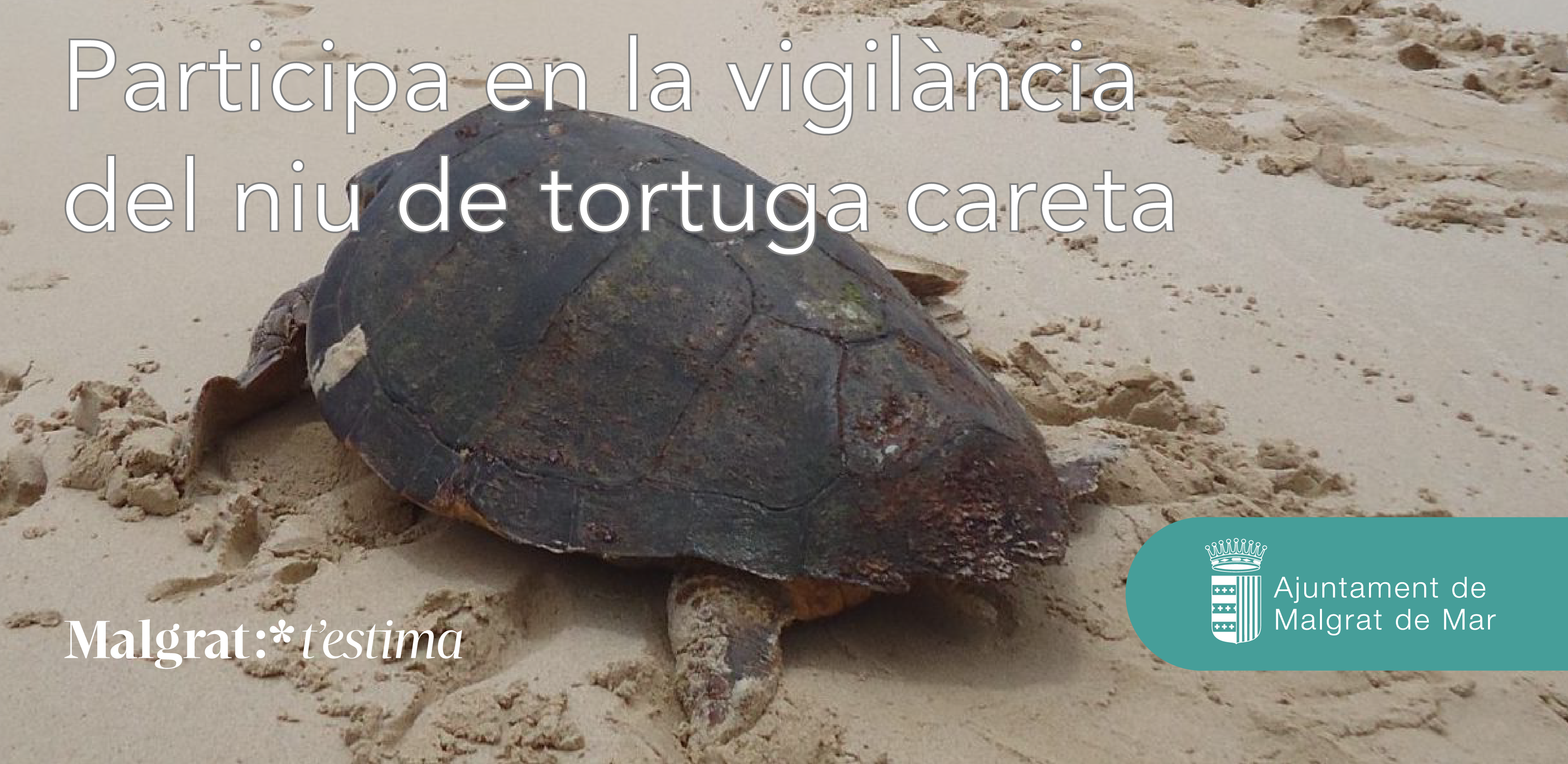 Sostenibilitat cerca voluntaris per tenir cura del niu de tortuga careta