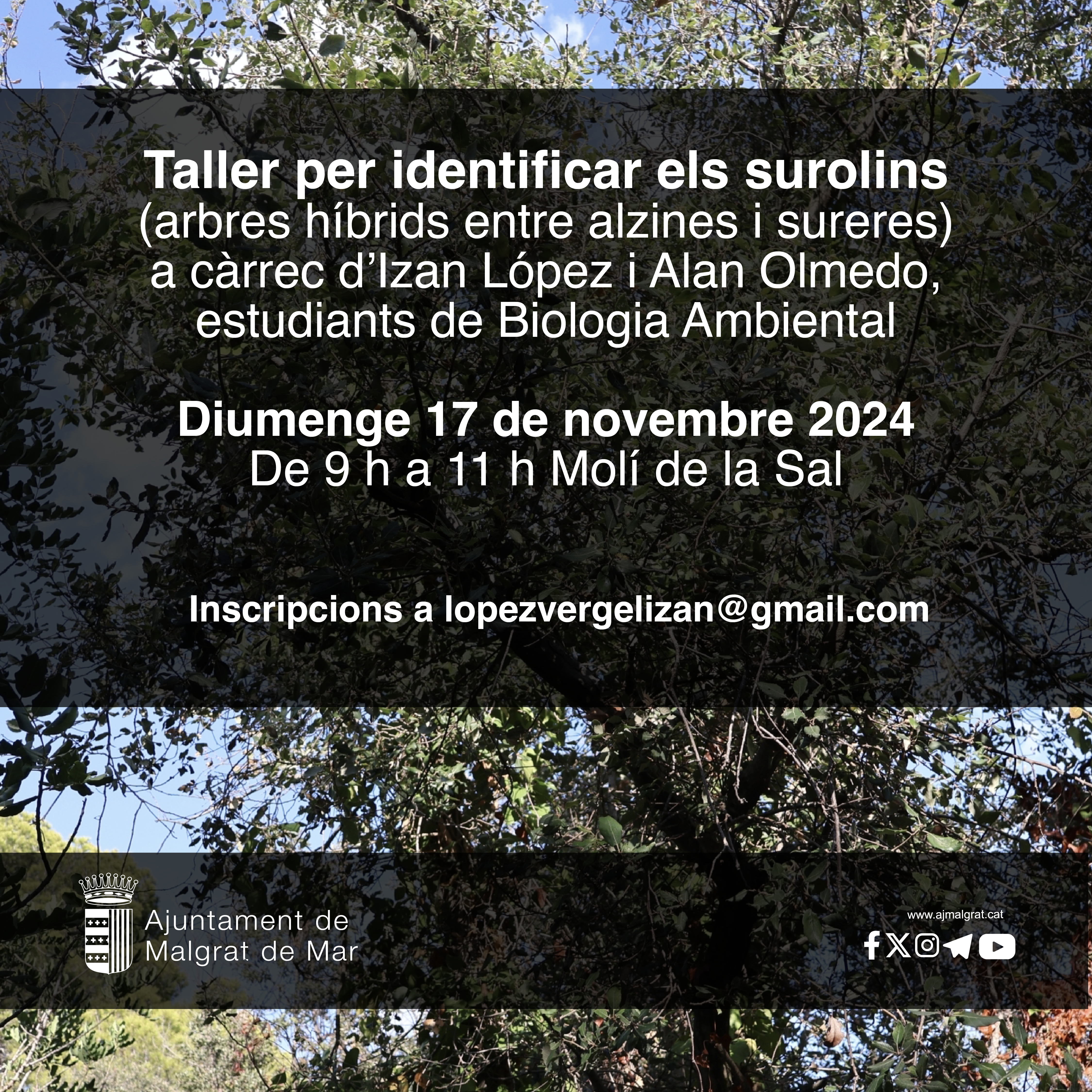 Taller de surolins 