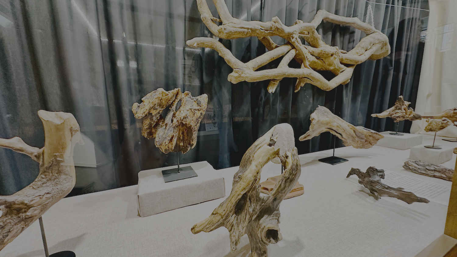 La Biblioteca exposa les escultures d'Amadeu Flix, creades amb la matèria morta del temporal Gloria