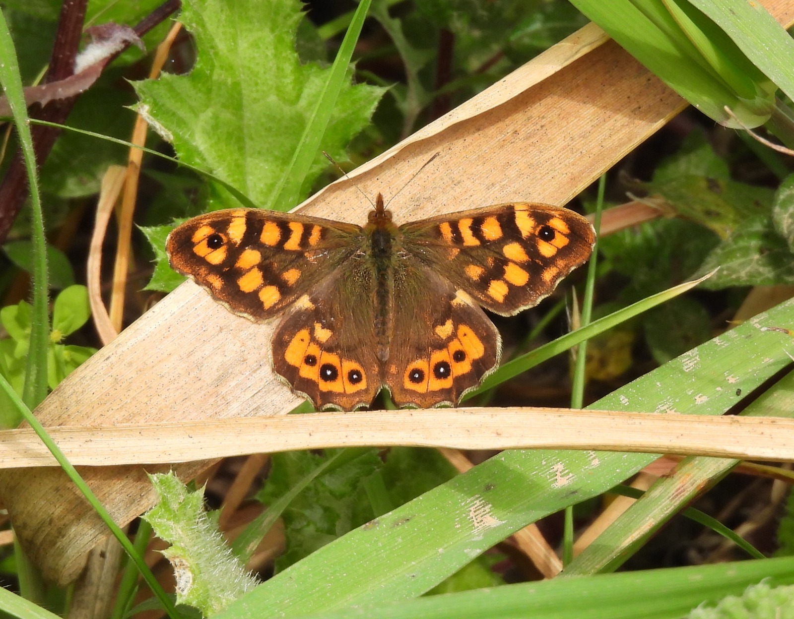 Papallona bruna de bosc femella