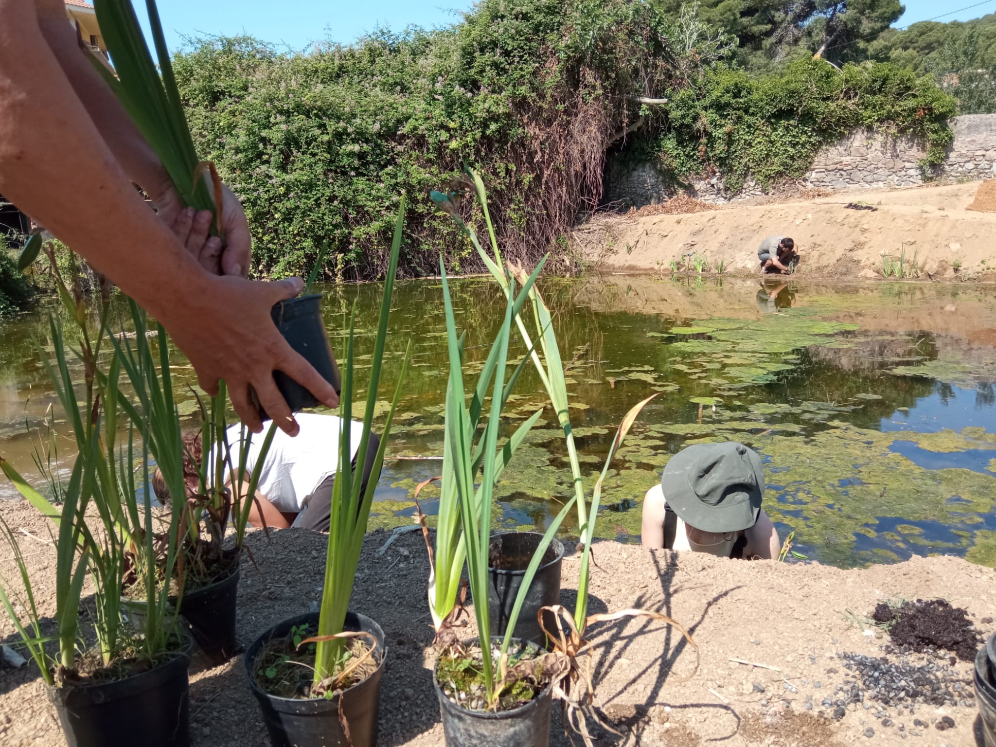 PlantaciÃ³ boga canyis i lliris