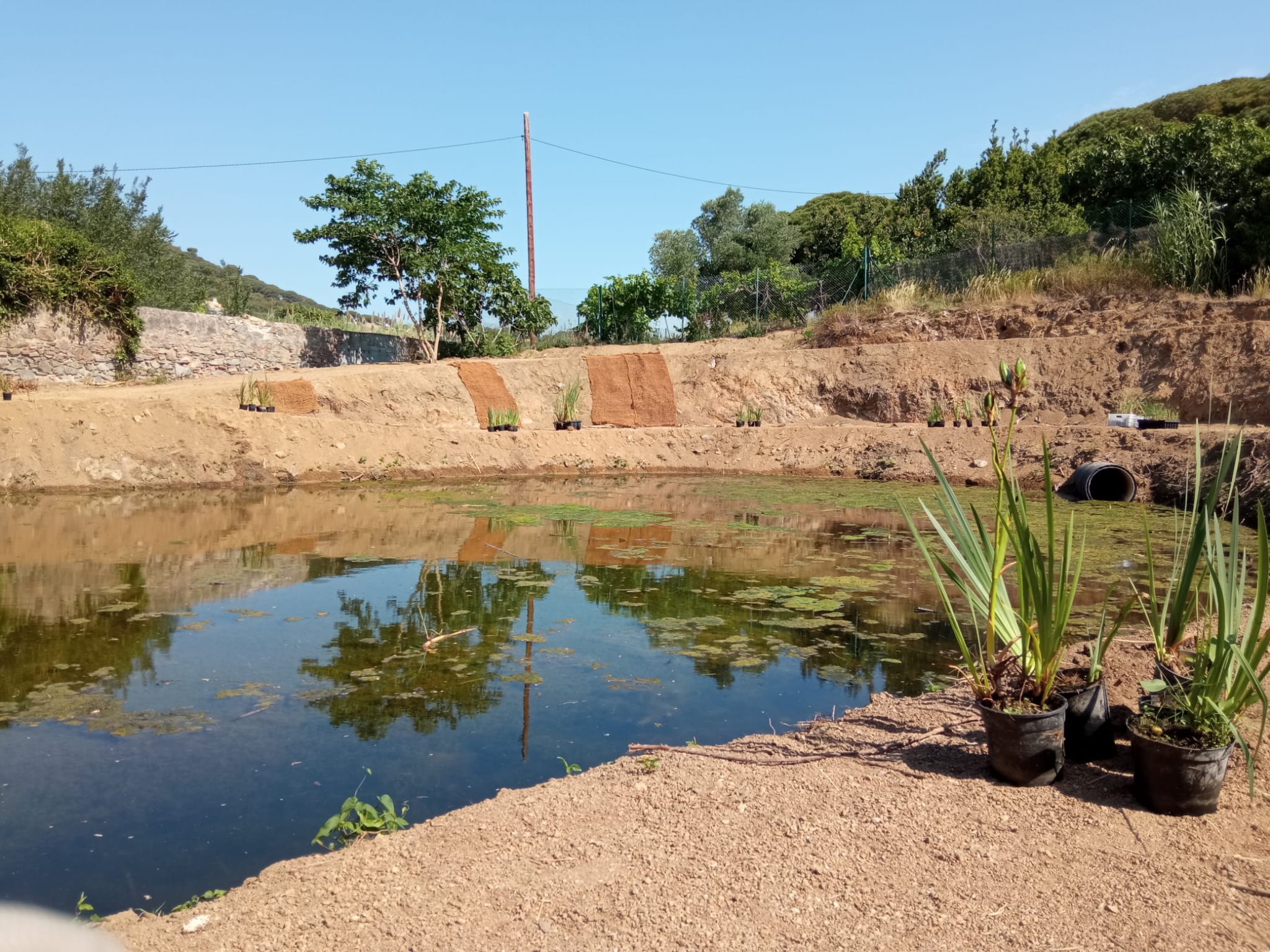 PlantaciÃ³ boga canyis i lliris
